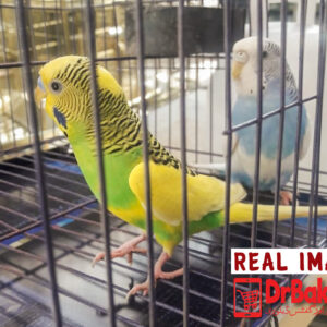 2 Pc Australian Parrot With Cage