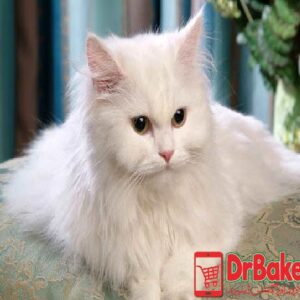 Persian Cat (Only For Lahore)